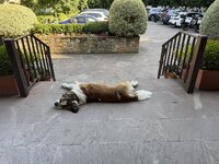 IMG_7126.jpeg