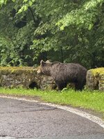 IMG_5172.jpeg