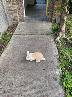 IMG_9906.jpeg