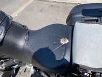 IMG_9914.jpeg