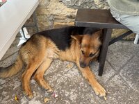 IMG_7370.jpeg