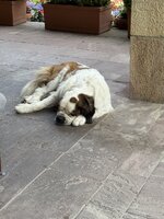 IMG_7380.jpeg