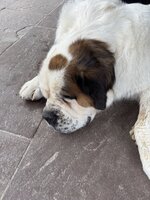 IMG_7499.jpeg
