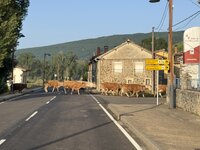 IMG_7517.jpeg