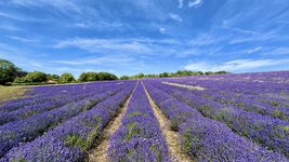 IMG_7007.jpeg
