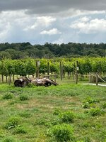 IMG_0757.jpeg