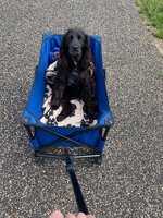 IMG_2426.jpeg