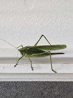 20250717_072815.jpg