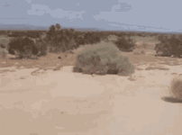 1000015444.gif