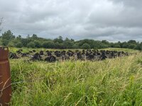 IMG_8174.jpeg