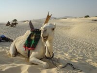 camel.jpg