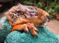 Squirrel-PoxV3.jpg Squirrel-PoxV3.jpg