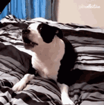 howling-miss.gif