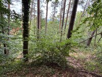 IMG_0462.jpeg
