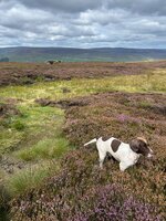 IMG_0517.jpeg