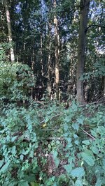 IMG_4940.jpeg