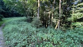 IMG_4941.jpeg