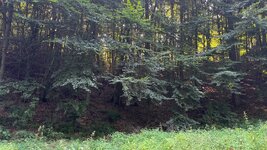 IMG_4942.jpeg