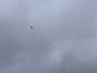 IMG_8866.jpeg