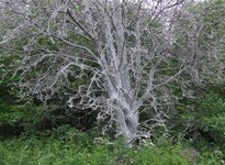 DSCF0379.jpg