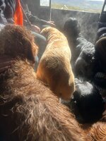 IMG_0554.jpeg