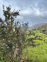 IMG_0790.jpeg