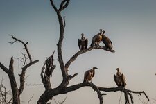 branch-bird-sunset-highway-wildlife-fauna-10.max-760x504.jpg