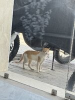IMG_0918.jpeg