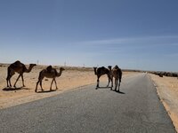 IMG_0977.jpeg