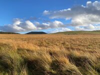 IMG_0802.jpeg