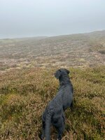IMG_0816.jpeg IMG_0816.jpeg