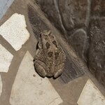 IMG_1142.jpeg