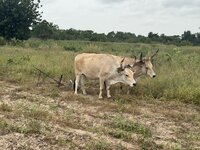 IMG_1164.jpeg