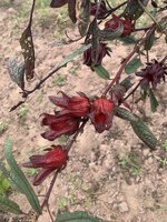 IMG_0002.jpeg