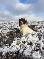 IMG_3738.jpeg