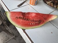 IMG_1252.jpeg