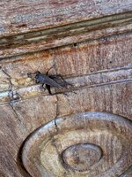 IMG_1267.jpeg
