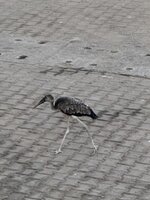 IMG_1299.jpeg