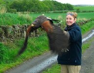 Sharon & Harris Hawk1.JPG