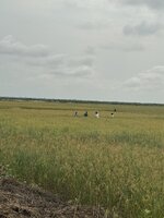 IMG_1385.jpeg IMG_1385.jpeg