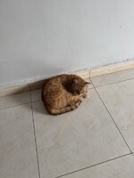 IMG_1390.jpeg IMG_1390.jpeg