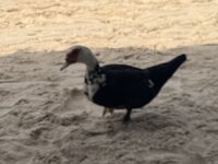 IMG_1368.jpeg