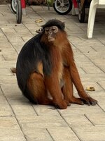 IMG_1420.jpeg