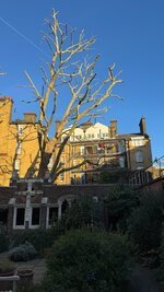 IMG_6519.jpeg