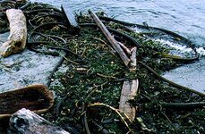 seaweed.jpg