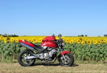 Hornet sunflowers3 2010 .jpg