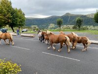 IMG_0643.jpeg