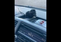 IMG_1533.jpeg