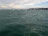 IMG_1617.jpeg IMG_1617.jpeg