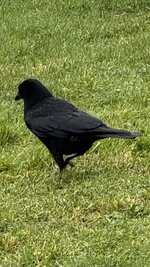 IMG_7523.jpeg